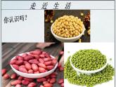 4.1.3 果实与种子的形成(2)课件 --2024年初中秋季济南版生物八年级上册