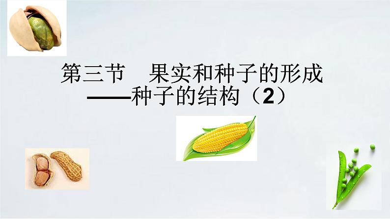 4.1.3 果实与种子的形成(2)课件 --2024年初中秋季济南版生物八年级上册05