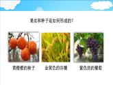 4.1.3 果实和种子的形成 课件 ---2024年初中秋季济南版生物八年级上册