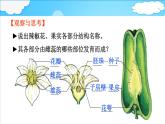 4.1.3 果实和种子的形成 课件 ---2024年初中秋季济南版生物八年级上册