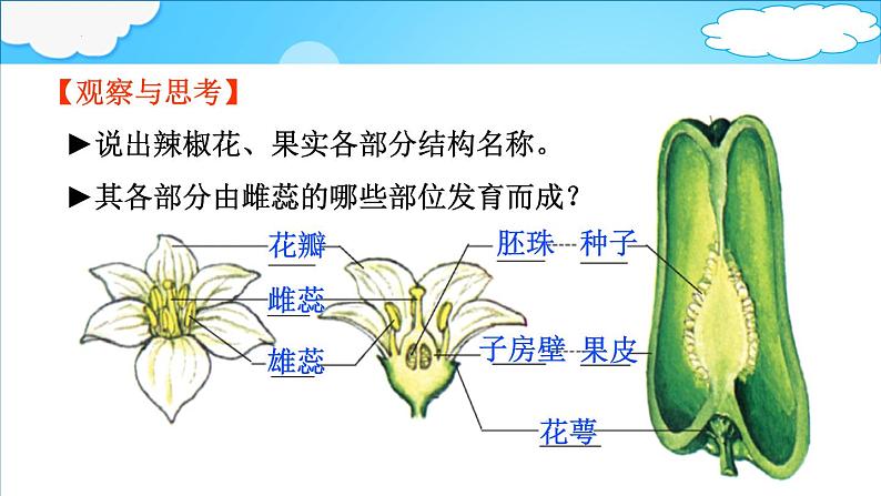 4.1.3 果实和种子的形成 课件 ---2024年初中秋季济南版生物八年级上册05