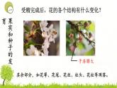 4.1.3果实和种子的形成 课件 ---2024年初中秋季济南版生物八年级上册