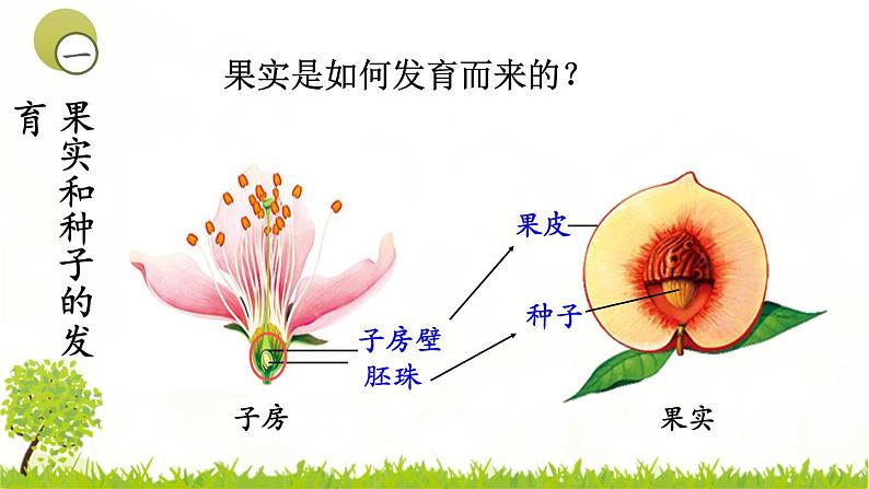 4.1.3果实和种子的形成 课件 ---2024年初中秋季济南版生物八年级上册03