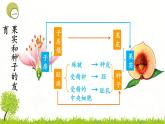 4.1.3果实和种子的形成 课件 ---2024年初中秋季济南版生物八年级上册