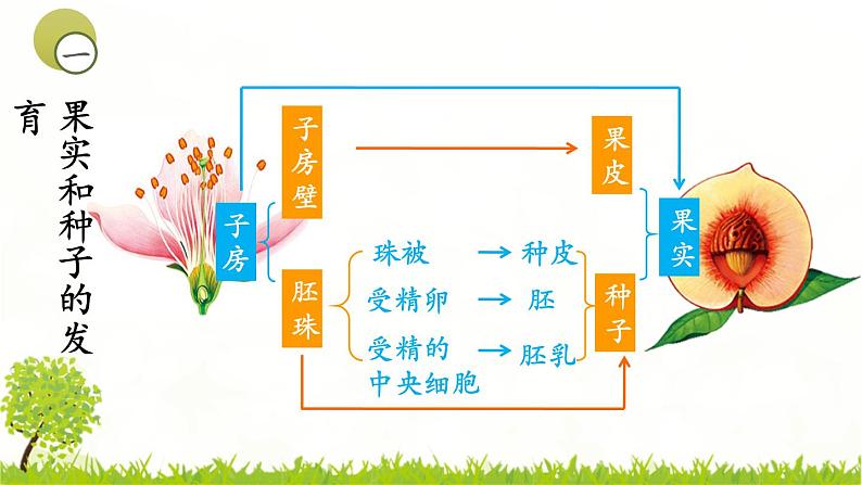 4.1.3果实和种子的形成 课件 ---2024年初中秋季济南版生物八年级上册04