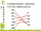 4.1.3果实和种子的形成 课件 ---2024年初中秋季济南版生物八年级上册