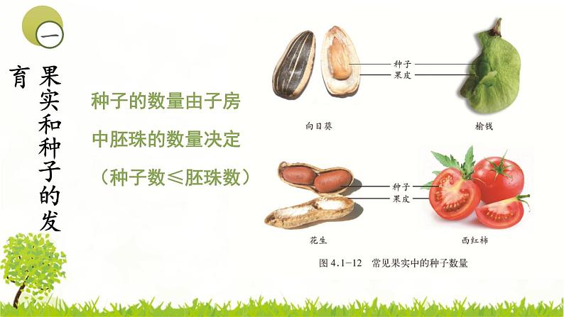 4.1.3果实和种子的形成 课件 ---2024年初中秋季济南版生物八年级上册06