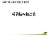 4.1.5 根的结构和功能 课件 ---2024年初中秋季济南版生物八年级上册