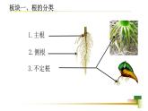 4.1.5 根的结构和功能 课件 ---2024年初中秋季济南版生物八年级上册