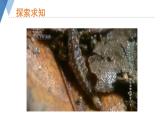4.2.1 昆虫的生殖和发育 课件 --2024年初中秋季济南版生物八年级上册