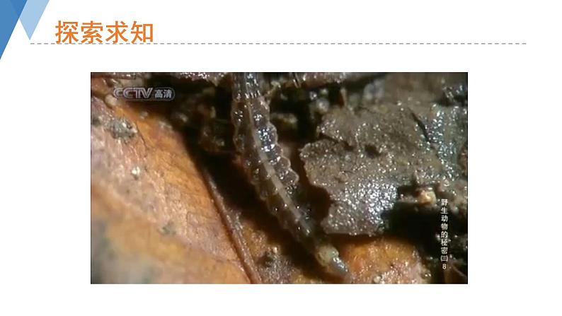 4.2.1 昆虫的生殖和发育 课件 --2024年初中秋季济南版生物八年级上册02