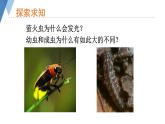 4.2.1 昆虫的生殖和发育 课件 --2024年初中秋季济南版生物八年级上册