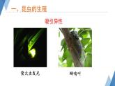 4.2.1 昆虫的生殖和发育 课件 --2024年初中秋季济南版生物八年级上册