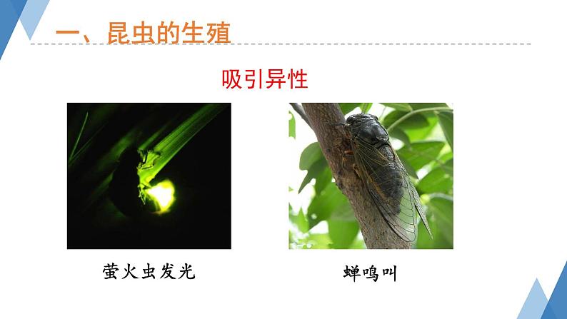 4.2.1 昆虫的生殖和发育 课件 --2024年初中秋季济南版生物八年级上册04