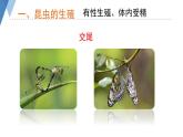 4.2.1 昆虫的生殖和发育 课件 --2024年初中秋季济南版生物八年级上册