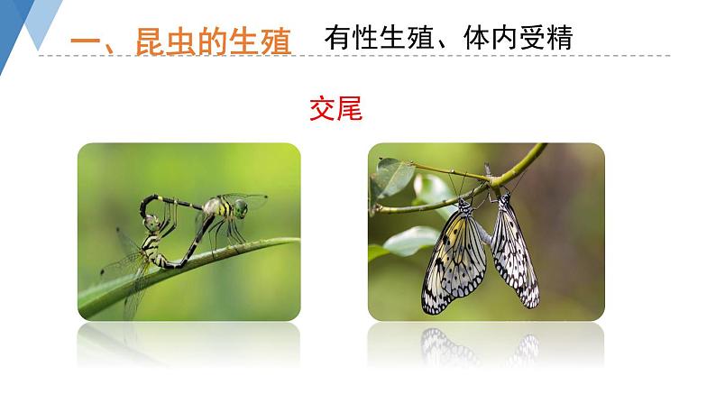 4.2.1 昆虫的生殖和发育 课件 --2024年初中秋季济南版生物八年级上册05