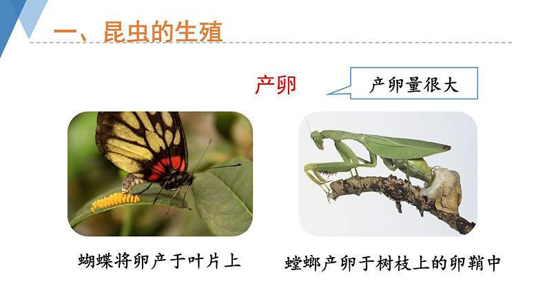 4.2.1 昆虫的生殖和发育 课件 --2024年初中秋季济南版生物八年级上册06