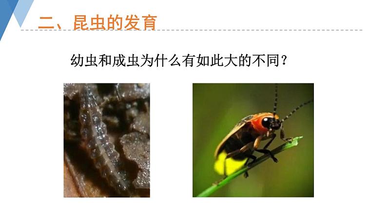 4.2.1 昆虫的生殖和发育 课件 --2024年初中秋季济南版生物八年级上册08