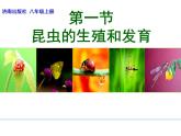 4.2.1昆虫的生殖和发育教学课件 ---2024年初中秋季济南版生物八年级上册