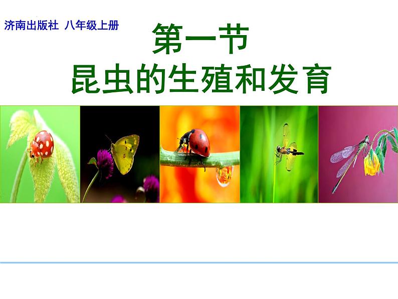 4.2.1昆虫的生殖和发育教学课件 ---2024年初中秋季济南版生物八年级上册01