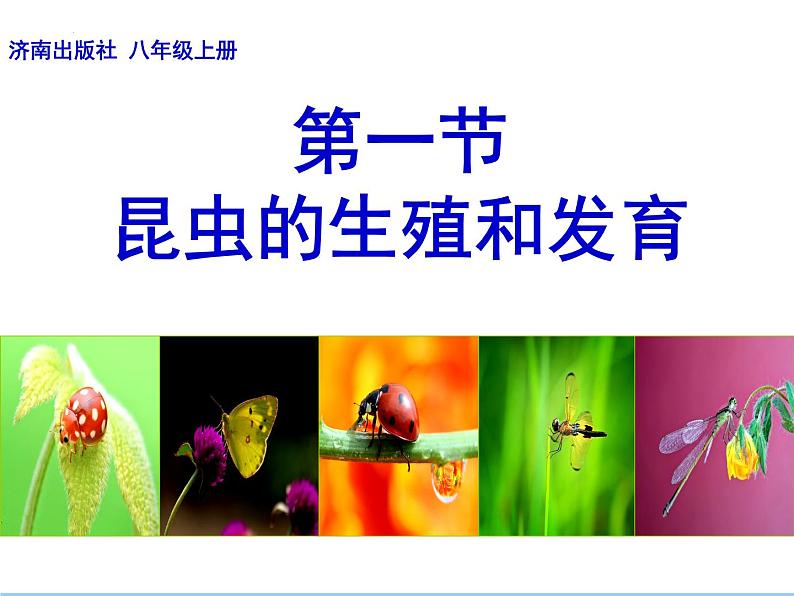 4.2.1昆虫的生殖和发育教学课件 ---2024年初中秋季济南版生物八年级上册03