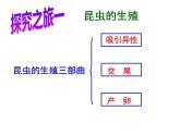 4.2.1昆虫的生殖和发育教学课件 ---2024年初中秋季济南版生物八年级上册