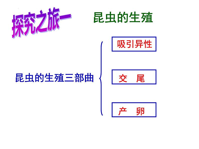 4.2.1昆虫的生殖和发育教学课件 ---2024年初中秋季济南版生物八年级上册04