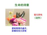 4.2.1昆虫的生殖和发育教学课件 ---2024年初中秋季济南版生物八年级上册