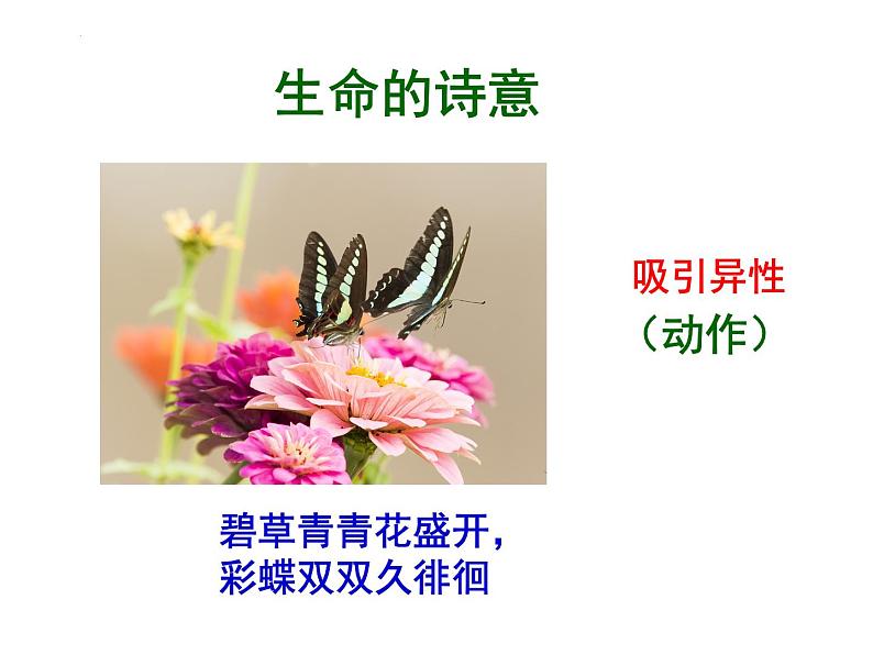 4.2.1昆虫的生殖和发育教学课件 ---2024年初中秋季济南版生物八年级上册05