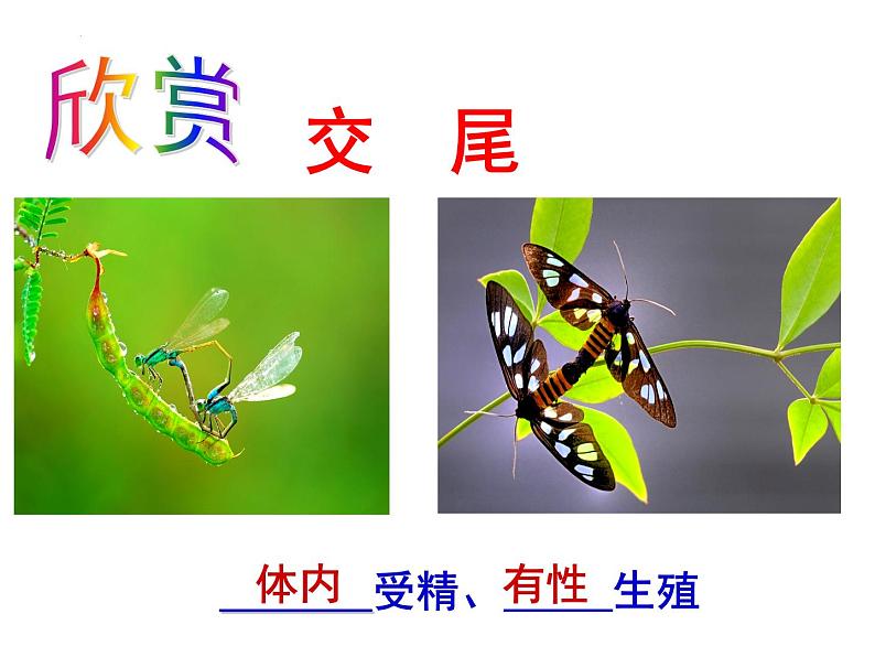 4.2.1昆虫的生殖和发育教学课件 ---2024年初中秋季济南版生物八年级上册08