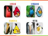 4.2.3  鸟的生殖和发育课件 ---2024年初中秋季济南版生物八年级上册