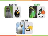 4.2.3  鸟的生殖和发育课件 ---2024年初中秋季济南版生物八年级上册