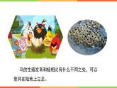 4.2.3  鸟的生殖和发育课件 ---2024年初中秋季济南版生物八年级上册