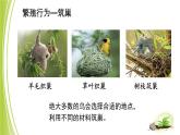 4.2.3 鸟的生殖和发育 课件 --2024年初中秋季济南版生物八年级上册
