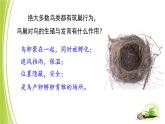 4.2.3 鸟的生殖和发育 课件 --2024年初中秋季济南版生物八年级上册