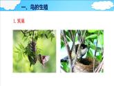 4.2.3 鸟的生殖和发育课件 --2024年初中秋季济南版生物八年级上册