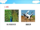 4.2.3 鸟的生殖和发育课件 --2024年初中秋季济南版生物八年级上册