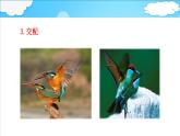 4.2.3 鸟的生殖和发育课件 --2024年初中秋季济南版生物八年级上册