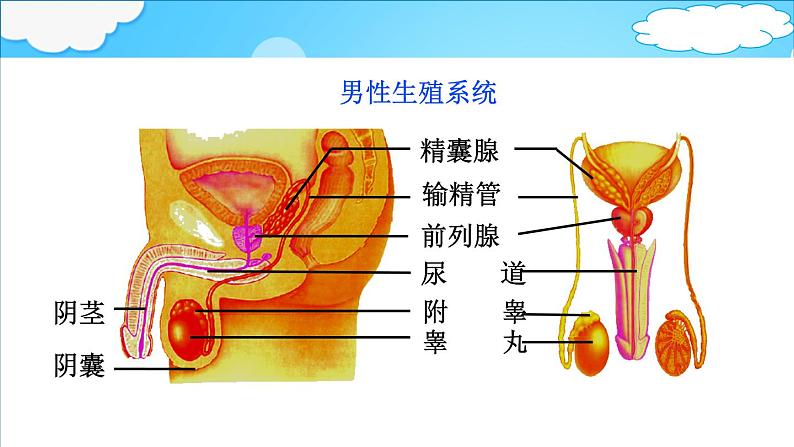 4.3.1  婴儿的诞生 课件 -2024年初中秋季济南版生物八年级上册第5页