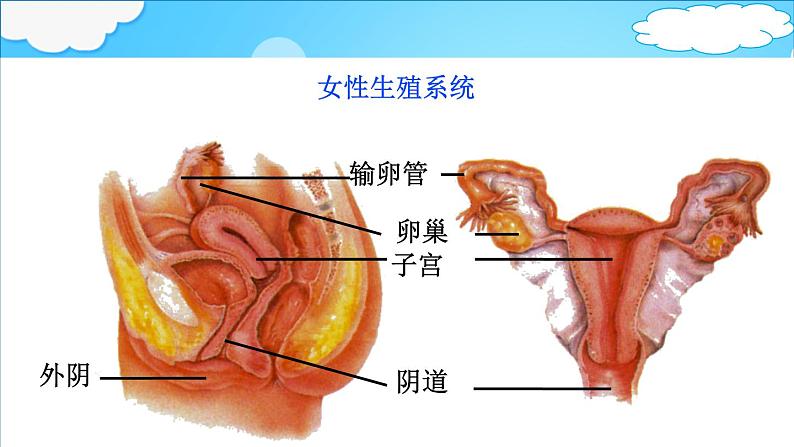 4.3.1  婴儿的诞生 课件 -2024年初中秋季济南版生物八年级上册第7页