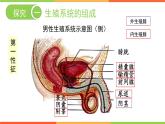 4.3.1 婴儿的诞生 课件  2024年初中秋季济南版生物八年级上册