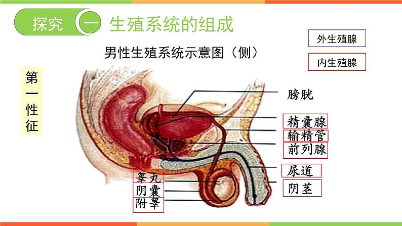 4.3.1 婴儿的诞生 课件  2024年初中秋季济南版生物八年级上册04