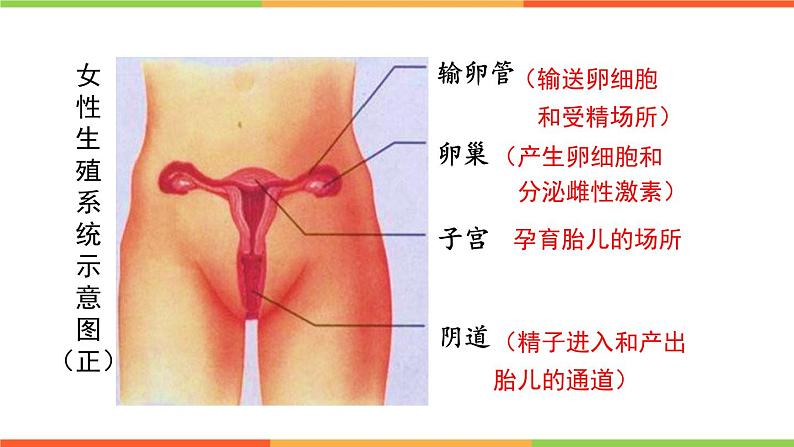 4.3.1 婴儿的诞生 课件  2024年初中秋季济南版生物八年级上册07