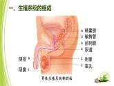 4.3.1 婴儿的诞生课件 --2024年初中秋季济南版生物八年级上册