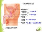 4.3.1 婴儿的诞生课件 --2024年初中秋季济南版生物八年级上册