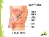 4.3.1 婴儿的诞生课件 --2024年初中秋季济南版生物八年级上册