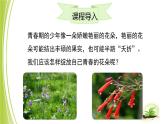 4.3.3 走向成熟課件 -2024年初中秋季濟南版生物八年級上冊