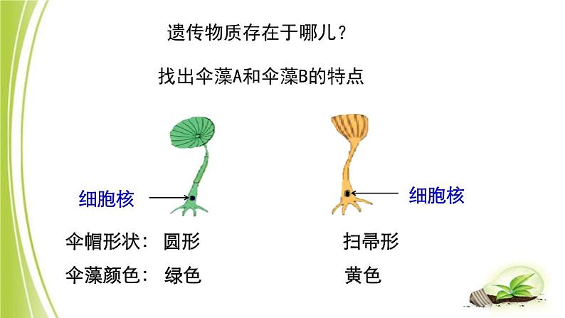 4.4.1 遗传的物质基础课件 --2024年初中秋季济南版生物八年级上册04