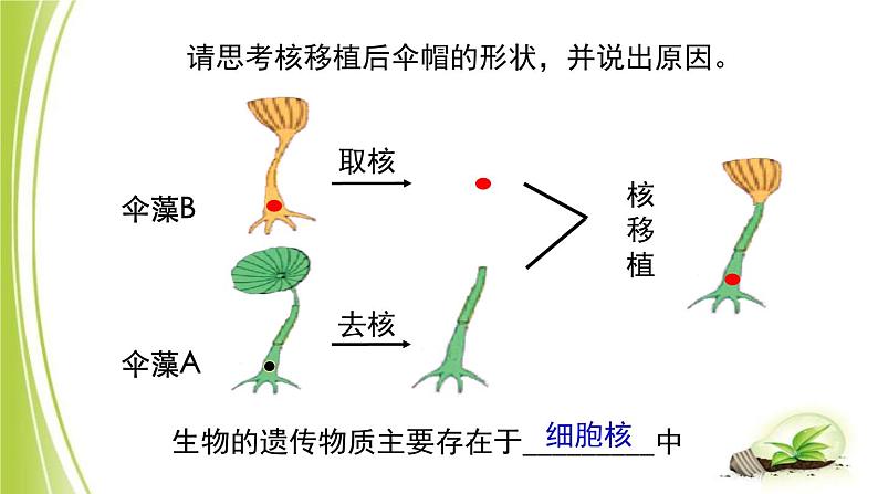 4.4.1 遗传的物质基础课件 --2024年初中秋季济南版生物八年级上册05