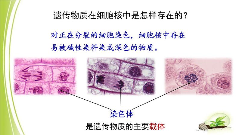 4.4.1 遗传的物质基础课件 --2024年初中秋季济南版生物八年级上册07